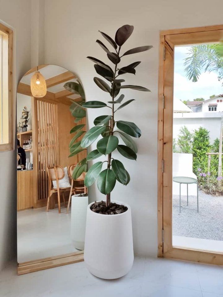 6 Indoor Trees That Thrive In Low Light (& 6 That Won't)