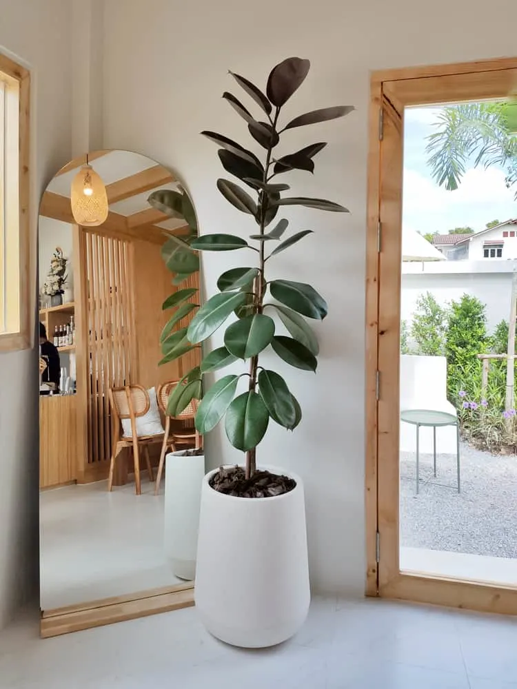 6 Indoor Trees That Thrive In Low Light