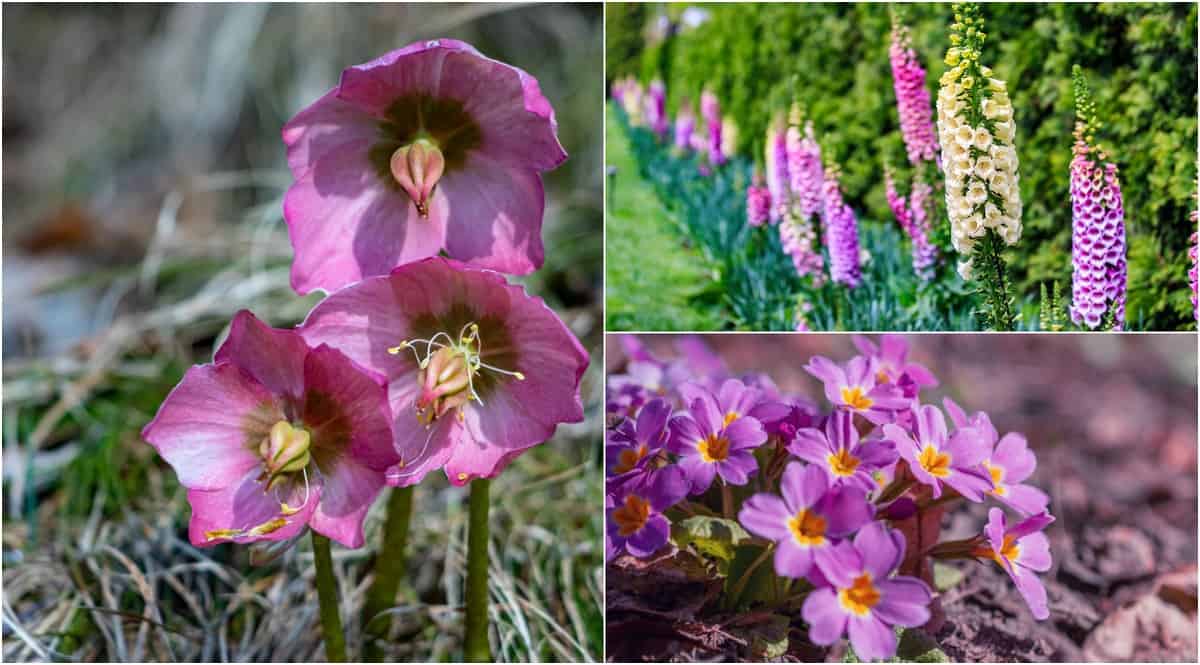 31 Perennial Flowers & Plants For Shady Spots