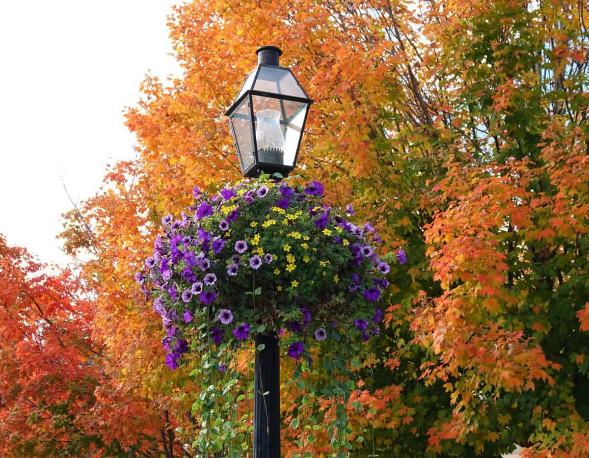10 Best Plants for A Stunning Fall Hanging Basket