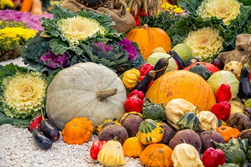 10 Best Plants for A Stunning Fall Hanging Basket