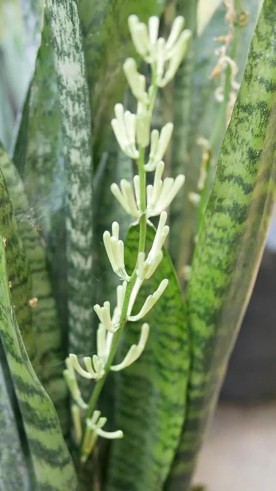 The Elusive Snake Plant Flower How To Get Your Snake Plant To Bloom