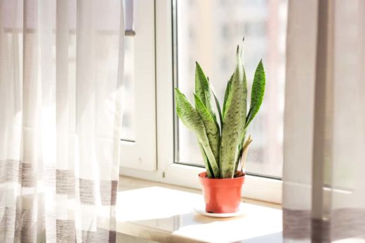 The Elusive Snake Plant Flower: How To Get Your Snake Plant To Bloom