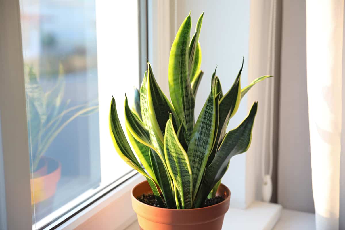 the elusive snake plant flower: how to get your snake plant to bloom
