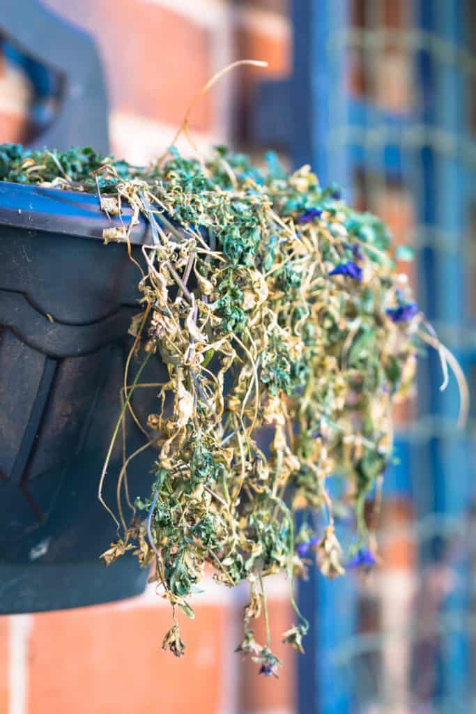 13 Plants For Winter Hanging Baskets