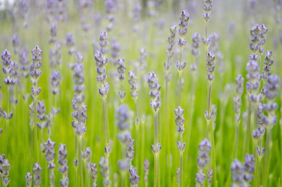 6 Reasons Why Your Lavender Is Dying (& How To Fix It)