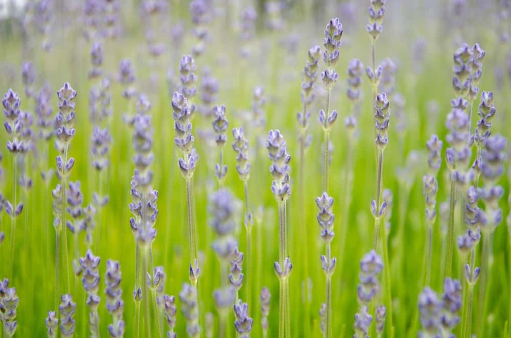 6 Reasons Why Your Lavender Is Dying (& How To Fix It)