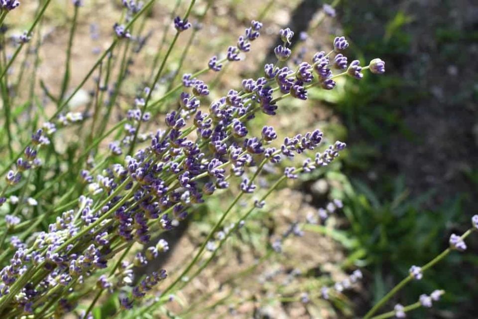 6 Reasons Why Your Lavender Is Dying (& How To Fix It)