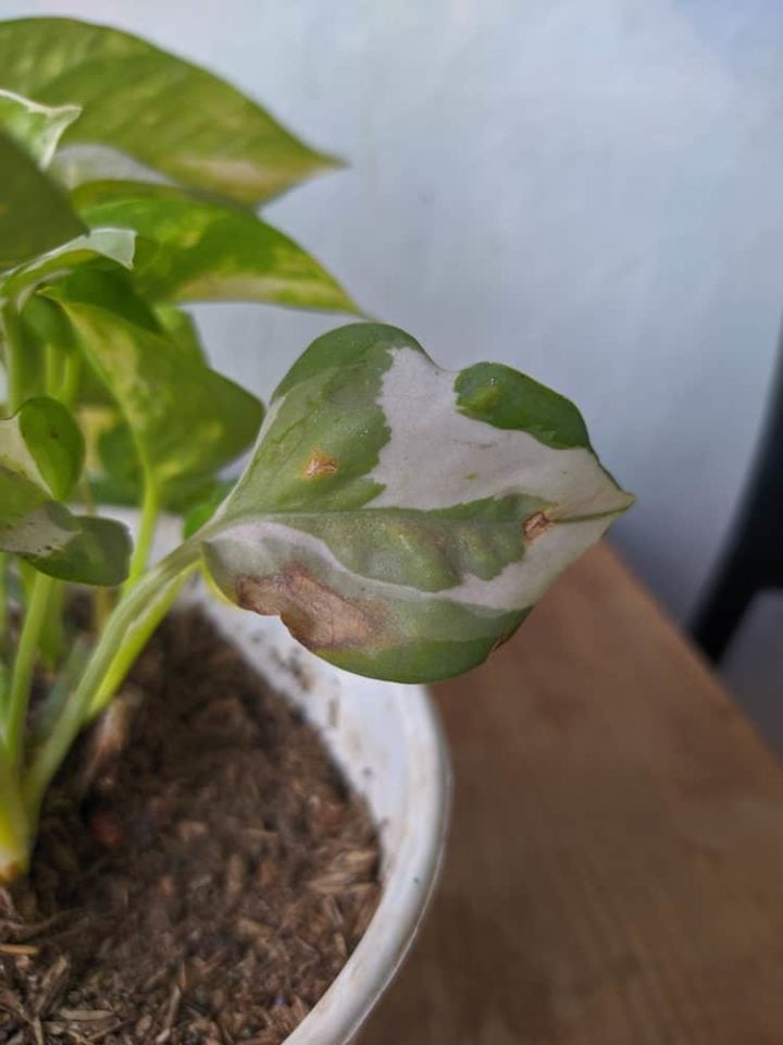 9-common-pothos-problems-how-to-fix-them