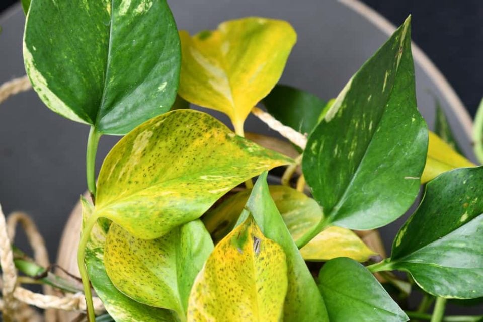 9-common-pothos-problems-how-to-fix-them