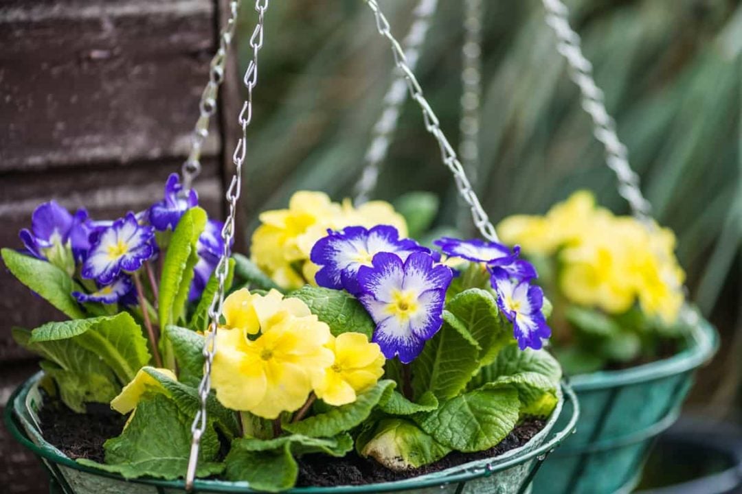 13 Plants For Winter Hanging Baskets