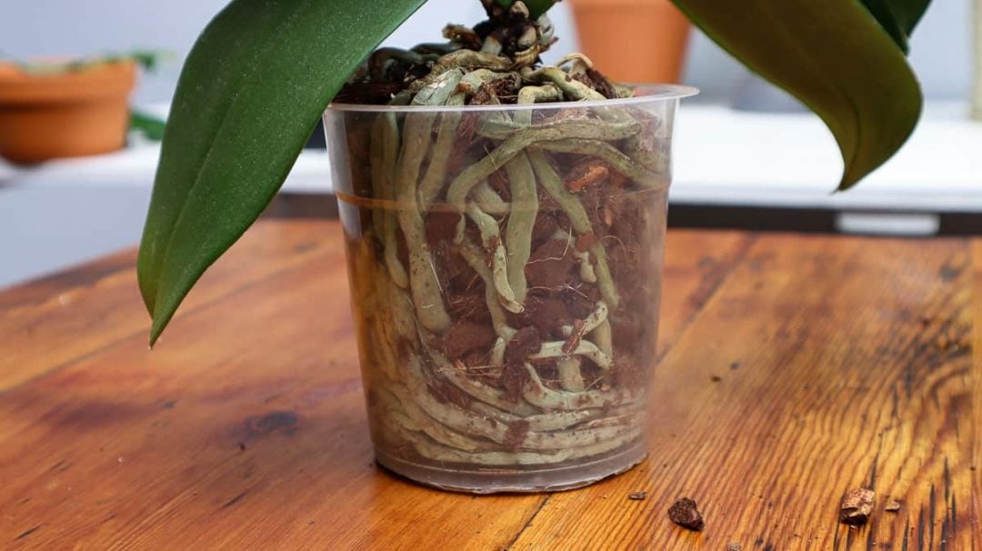 How (& When) To Repot An Orchid