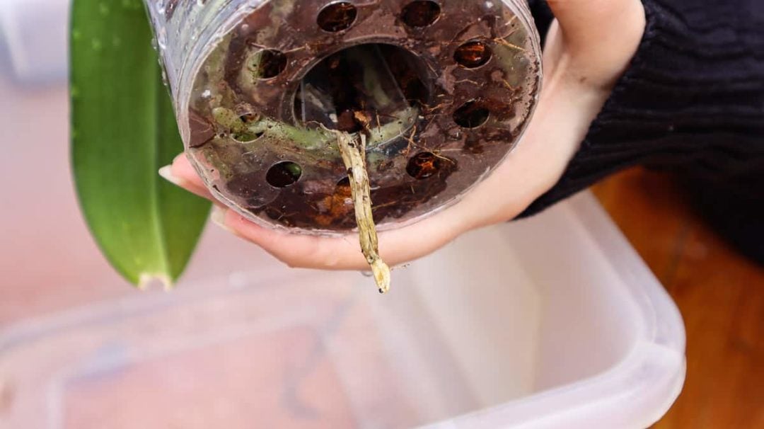 How (& When) To Repot An Orchid