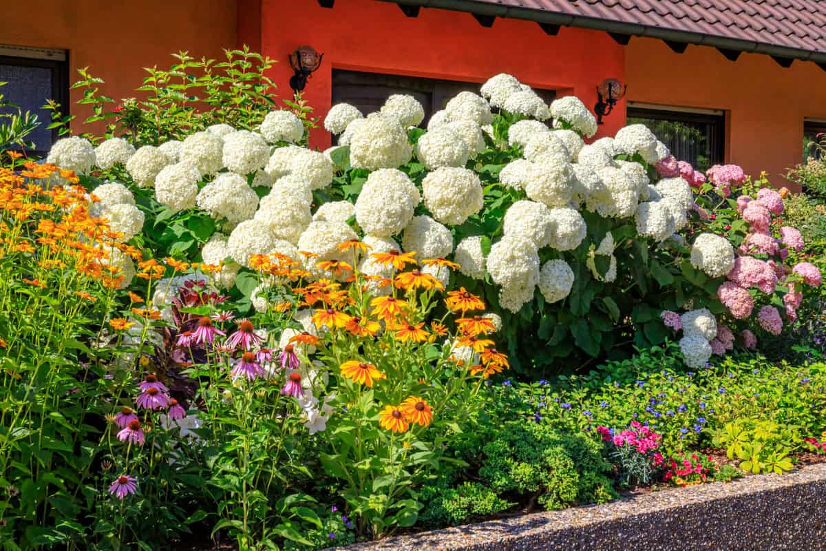 31 FastGrowing Plants, Vines, Grasses & Trees for Instant Impact