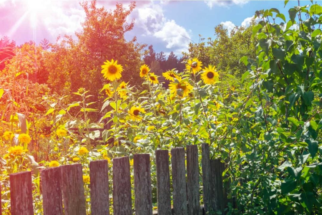 10 Subtle & Cheap Ways To Create Privacy In Your Backyard