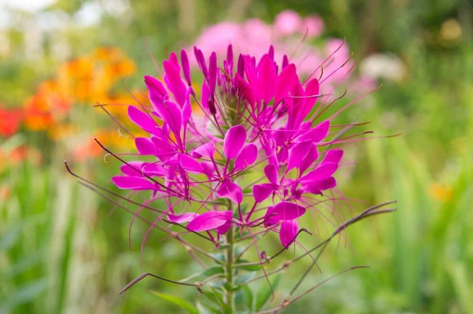 10 Longest Blooming Annual Flowers You Won't Need To Deadhead