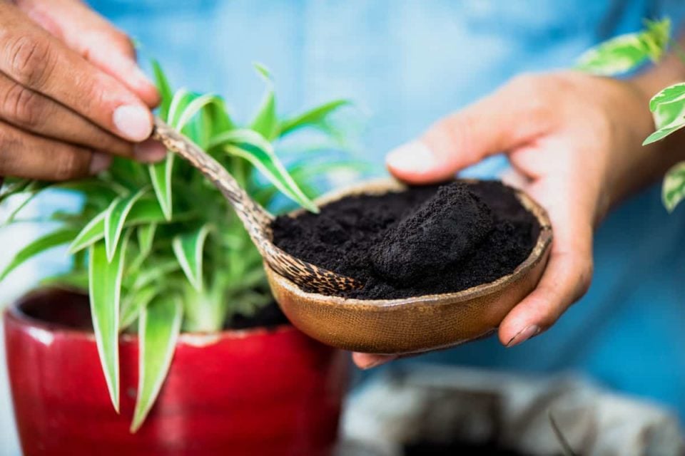 Should You Add Coffee Grounds To Houseplants?