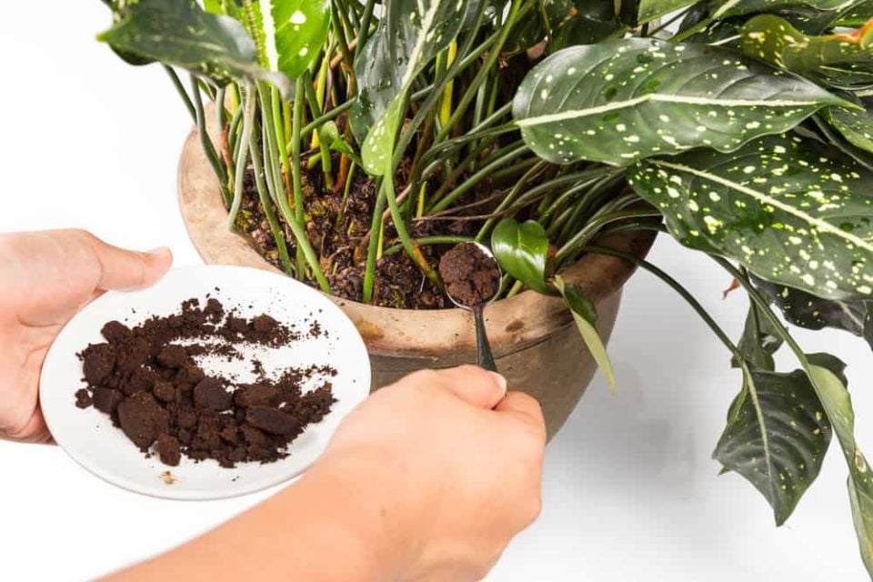 Should You Add Coffee Grounds To Houseplants?