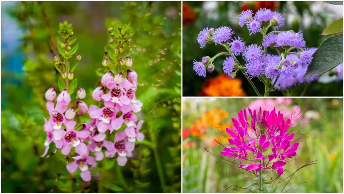 10 Longest Blooming Annual Flowers You Wont Need To Deadhead