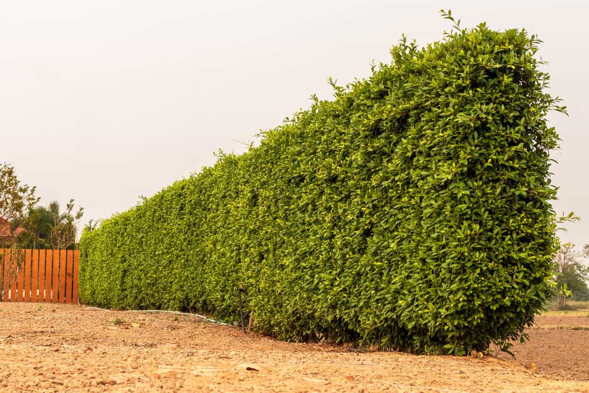 10 Subtle & Cheap Ways To Create Privacy In Your Backyard