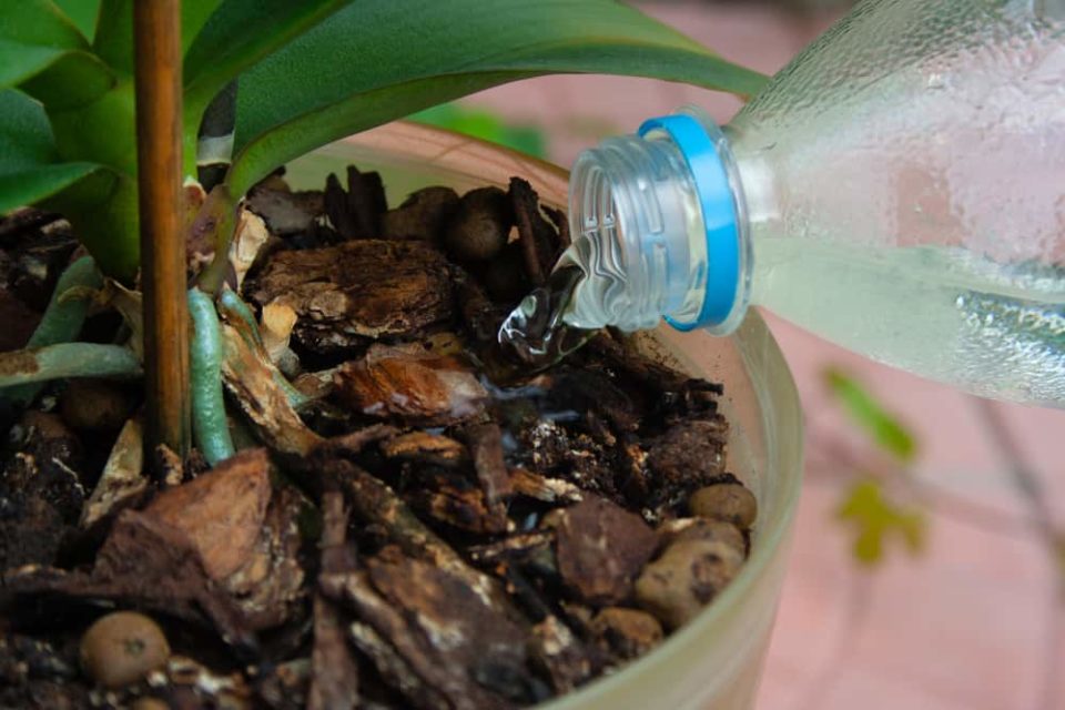 How To Get Your Orchid To Bloom Again
