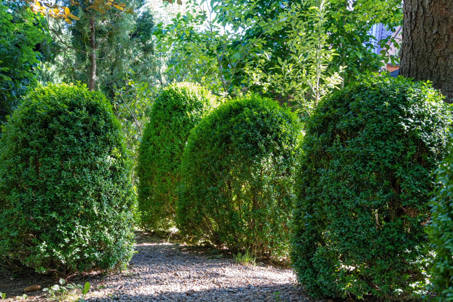 13 Best Shrubs To Grow In Shade