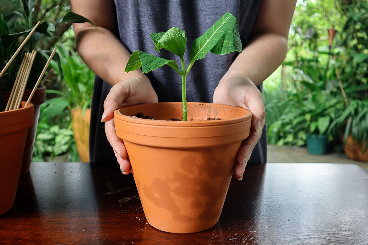 How To Propagate Hydrangeas From Cuttings In 7 Easy Steps