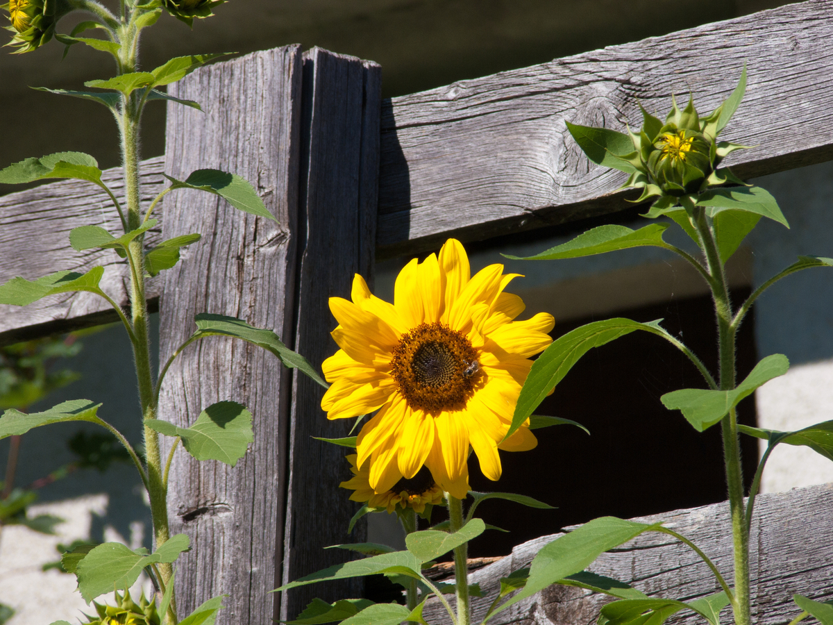 12 Sunflower Companion Plants (& 3 Plants To Grow Nowhere Near)