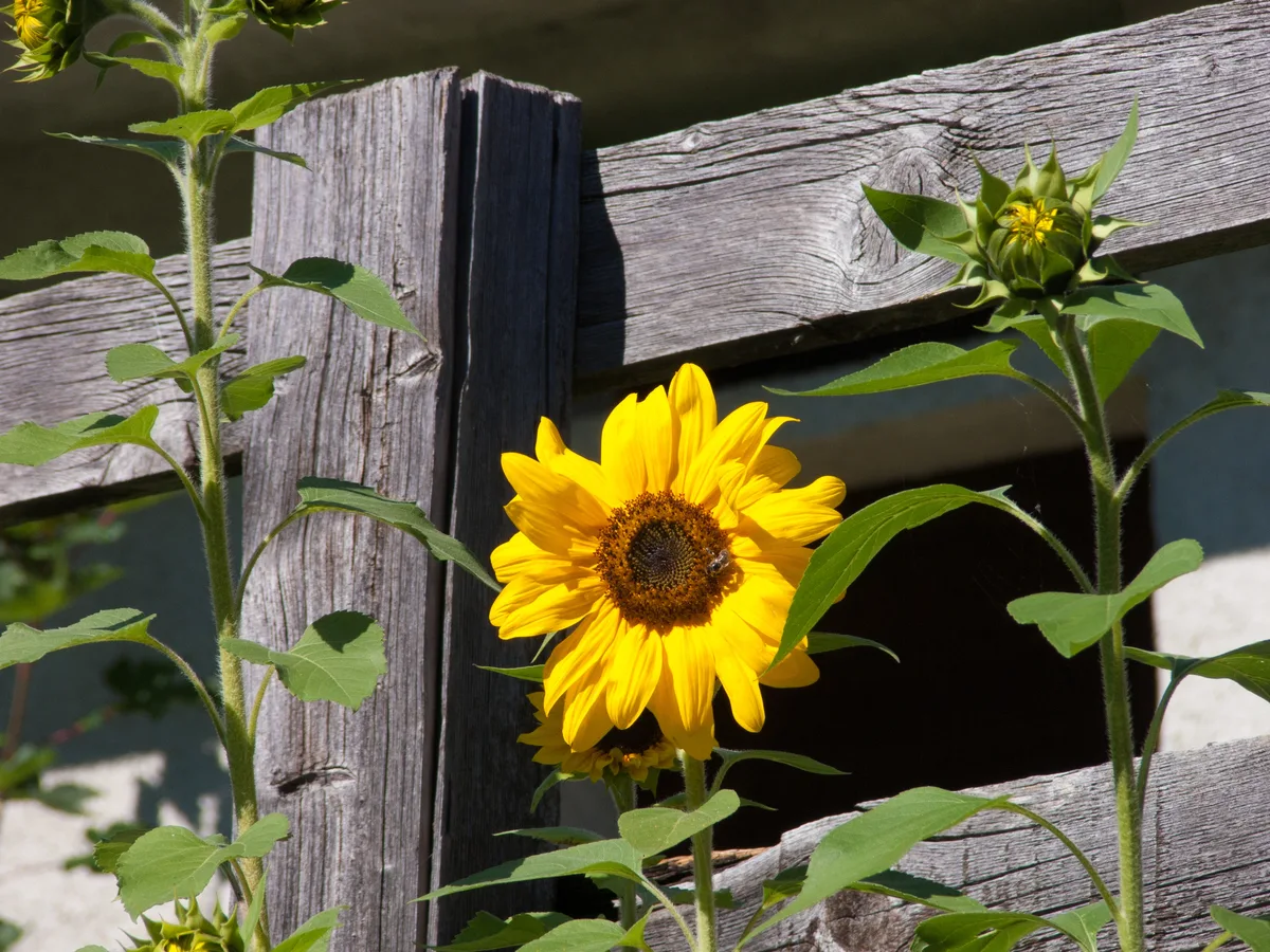 Plant Sunflowers and Enjoy a Colorful Garden All Summer Long!