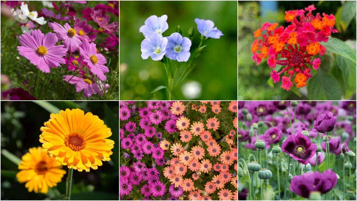 30 Best Annual Flowers That Every Gardener Should Plant This Spring