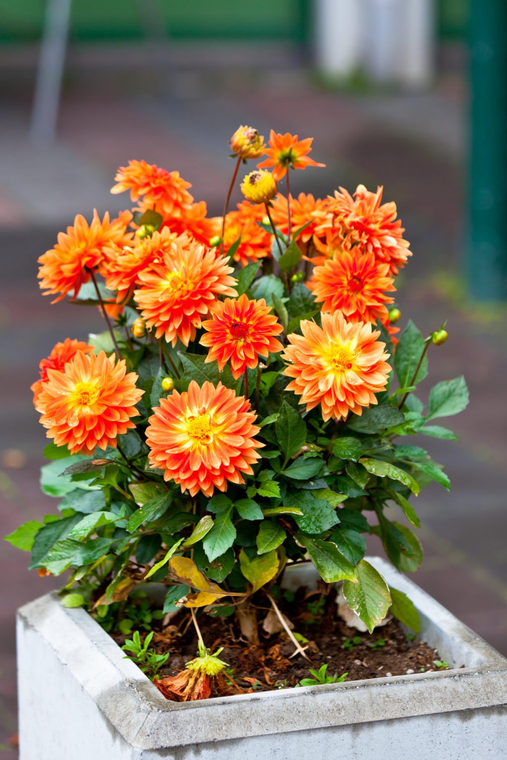 Growing Dahlias in Pots 8 Secrets to Success