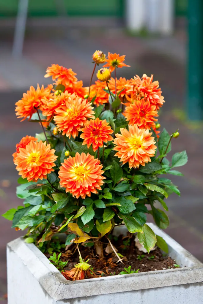 Growing Dahlias in Pots – 8 Secrets to Success