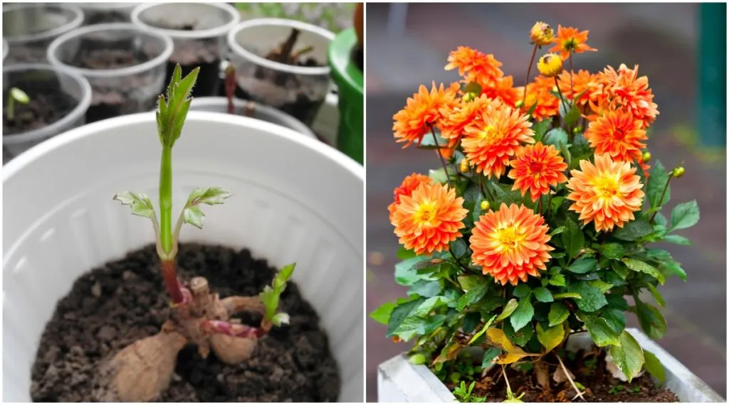 Growing Dahlias in Pots – 8 to
