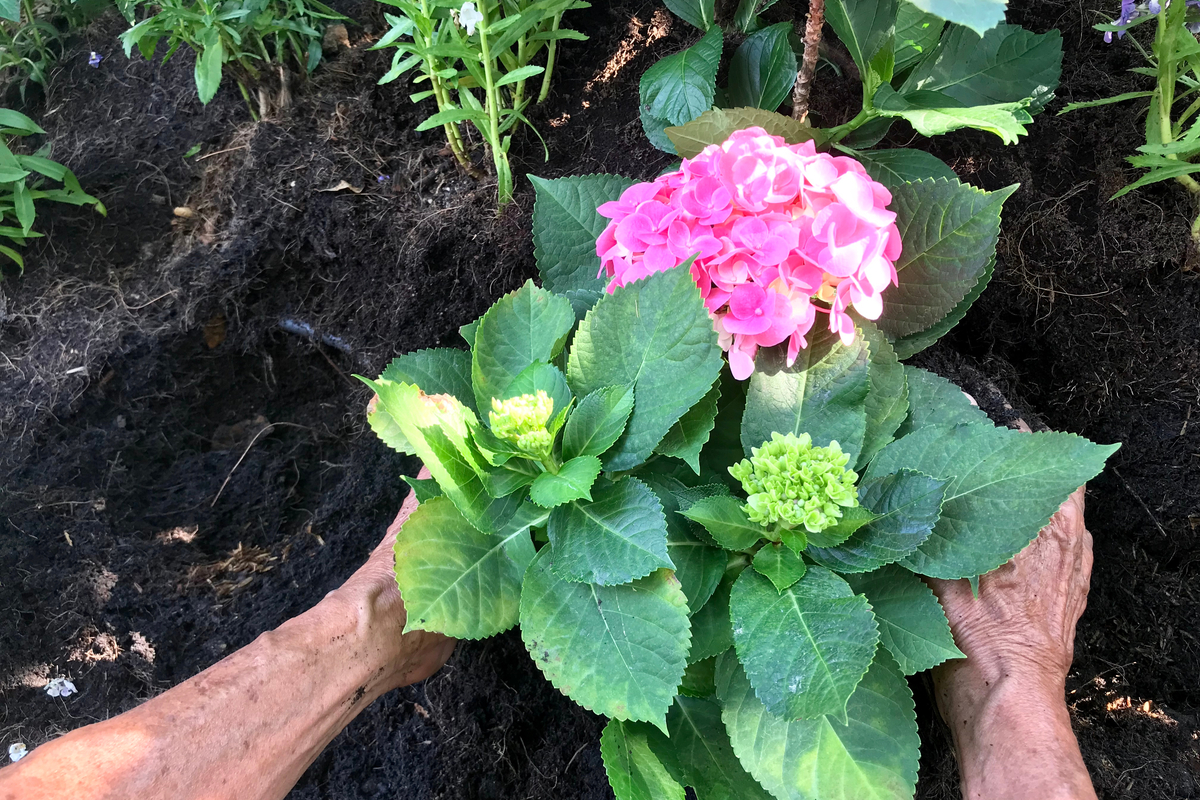 Image of Leaf mold compost for hydrangeas
