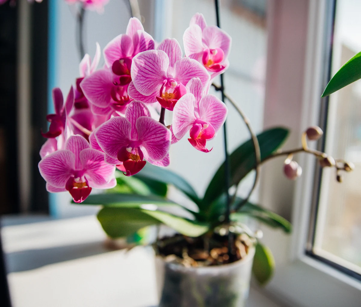 How To Get Your Orchid To Blooм Again