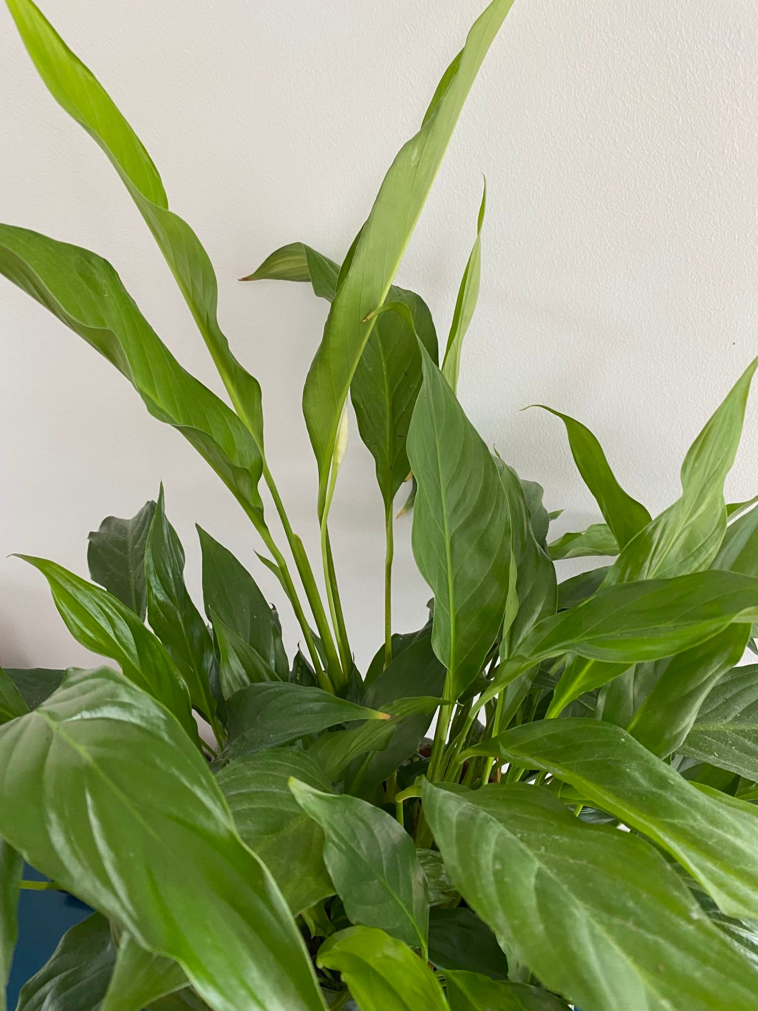 How To Get More Flowers From Your Peace Lily