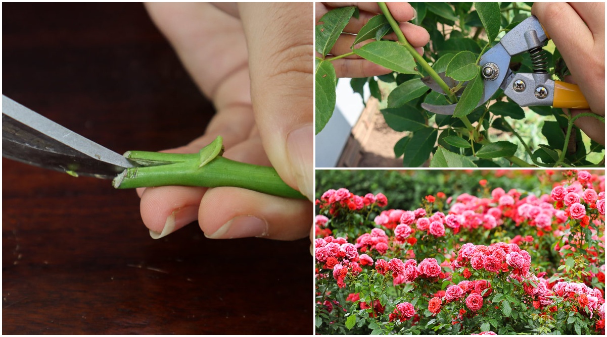 How To Propagate Roses From Cuttings