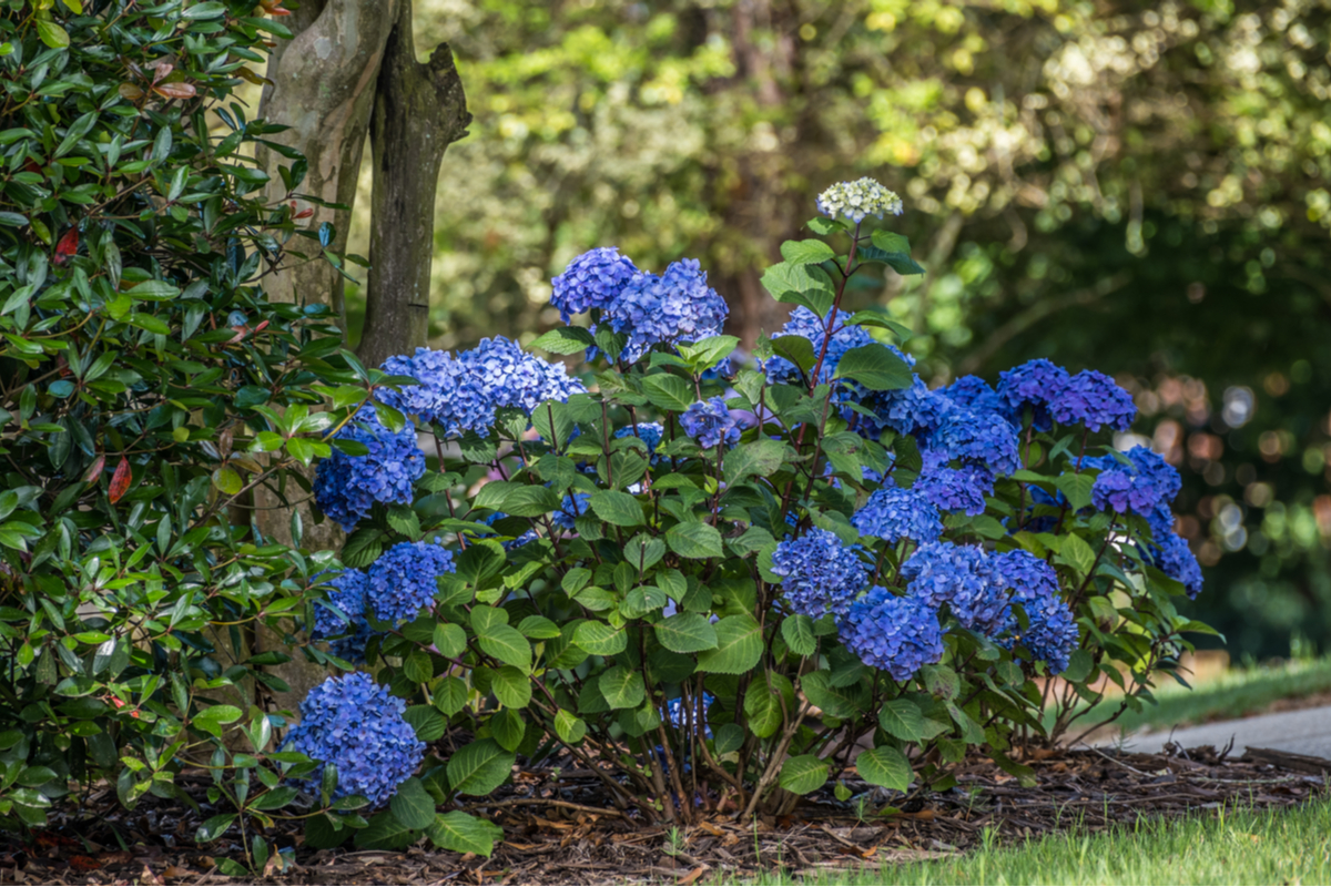 20 Best Shrubs To Grow In Shade