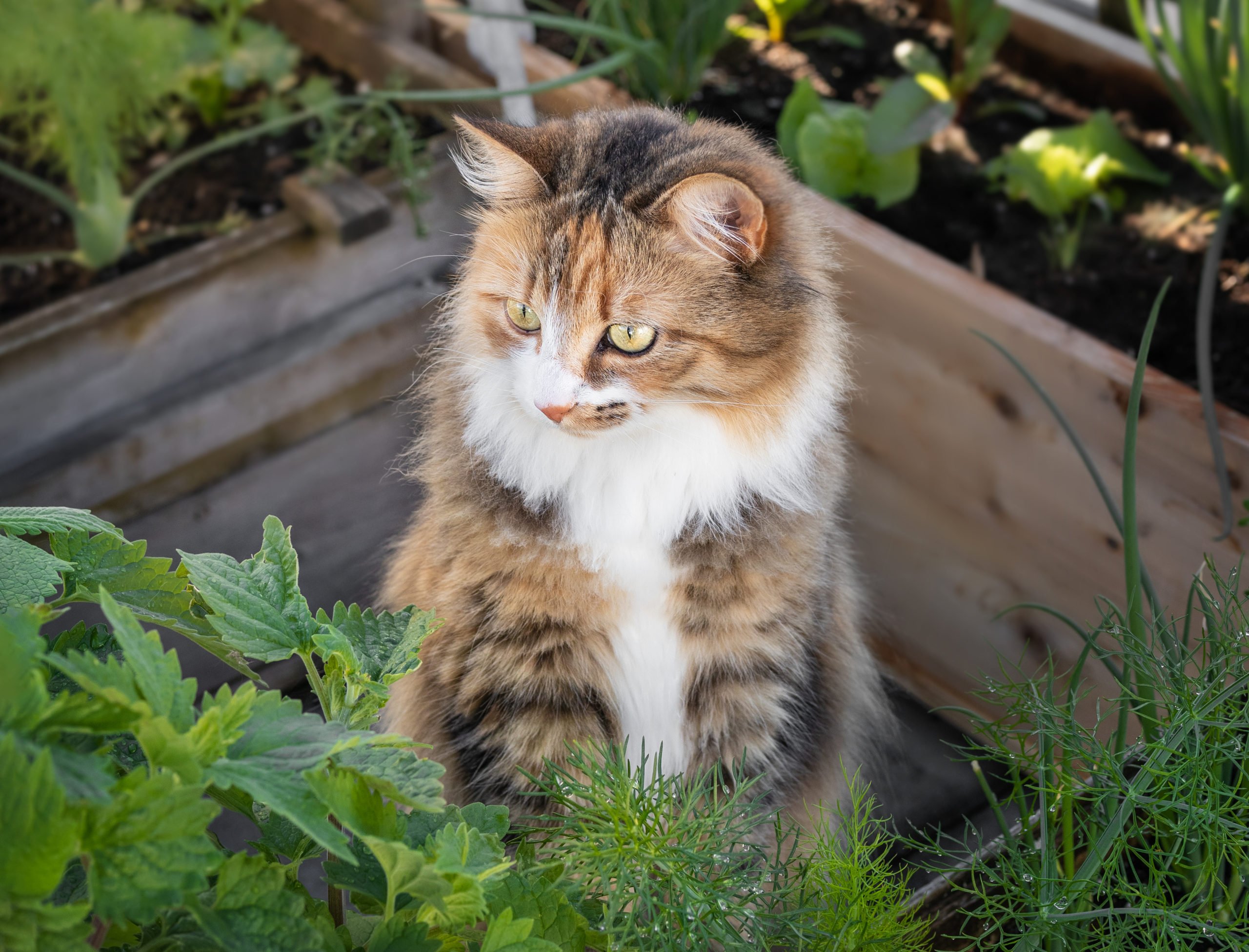 Top 8 How to keep cat out of flower bed 3 4 Friendly Ways To Keep Cats Out Of Flower Beds & The Vegetable Garden