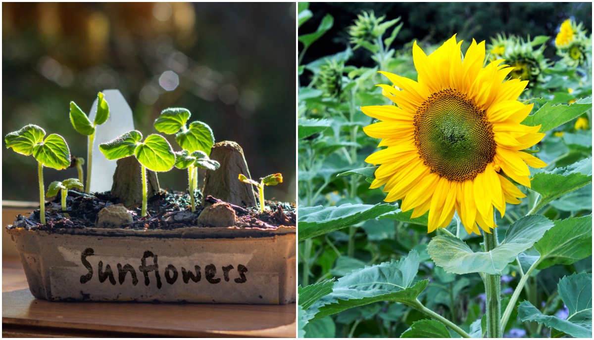 how to grow sunflowers from seed to big blooms