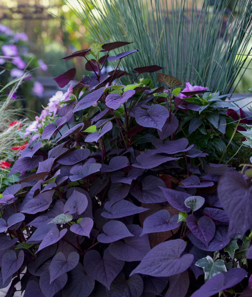 Image of Lavender companion plant for sweet potato vine