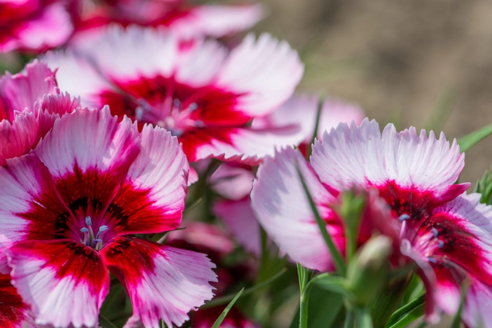 36 Deer Resistant Perennial Flowers (+ Deer Proofing Tips)