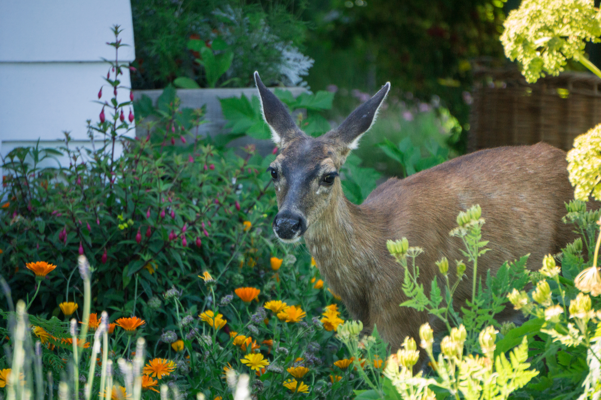 36 Deer Resistant Perennial Flowers ( Deer Proofing Tips)