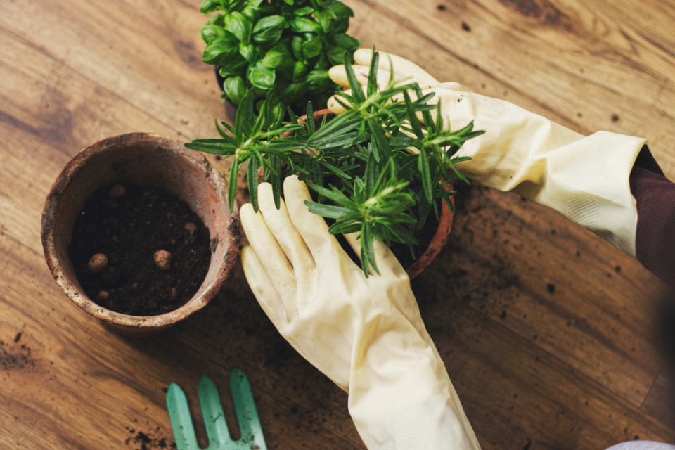 16 Reasons Why Your Rosemary Is Dying (& How To Fix It)