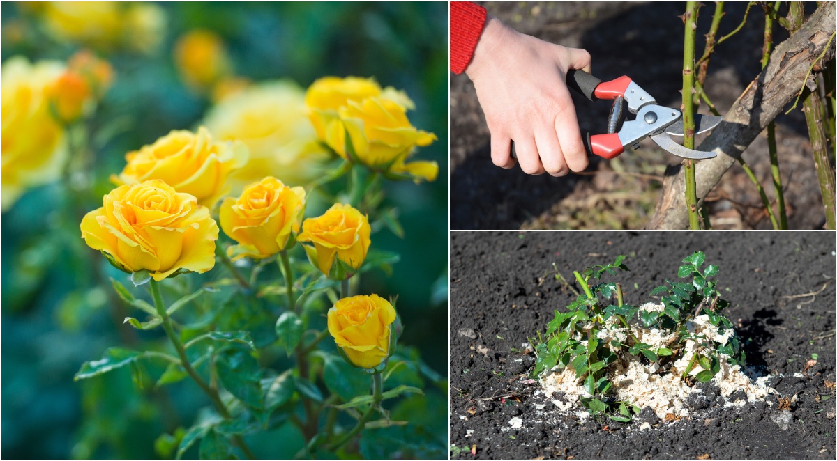 How to Get More Blooms from Your Climbing Roses