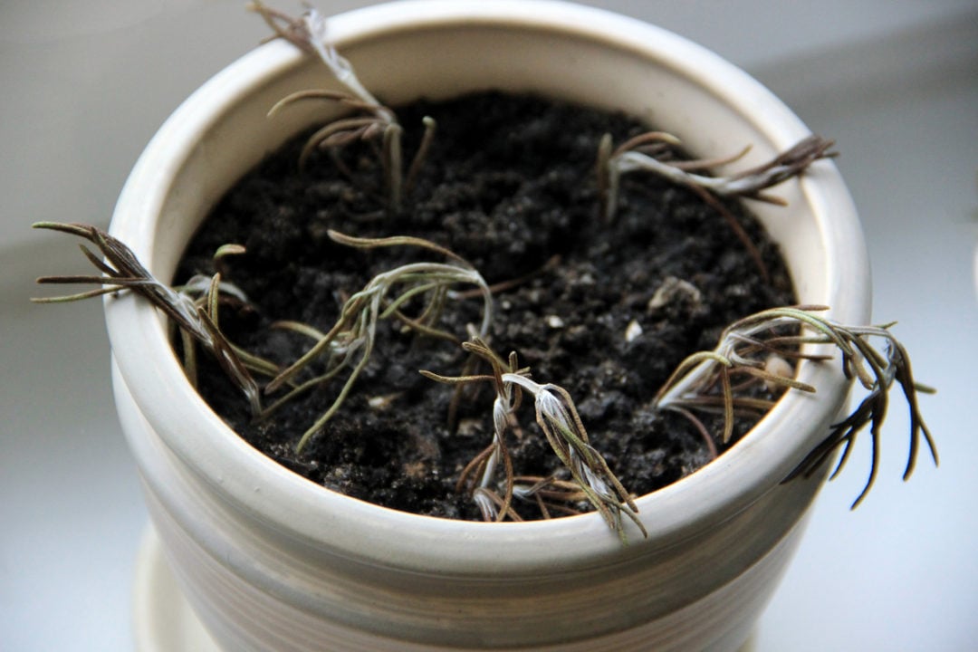 16 Reasons Why Your Rosemary Is Dying (& How To Fix It)