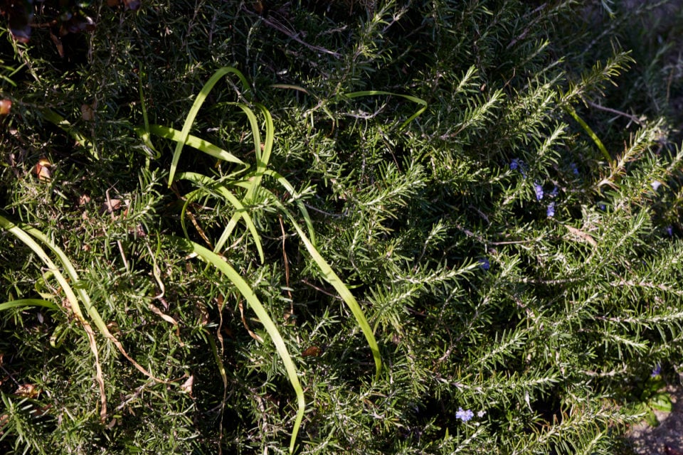16 Reasons Why Your Rosemary Is Dying (& How To Fix It)