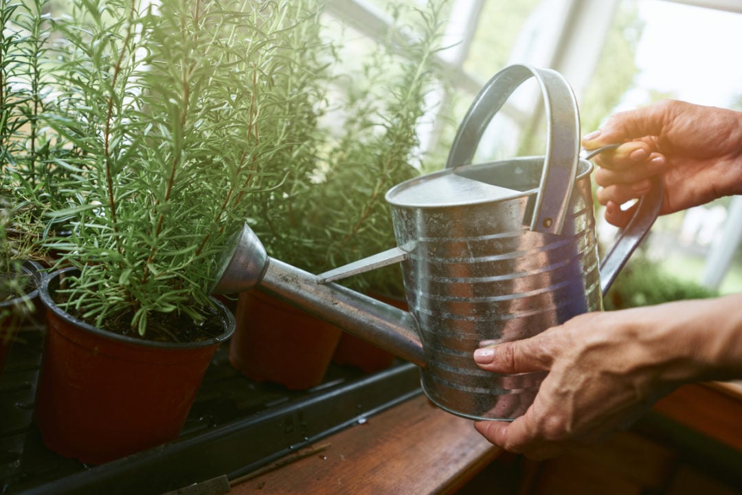 16 Reasons Why Your Rosemary Is Dying (& How To Fix It)