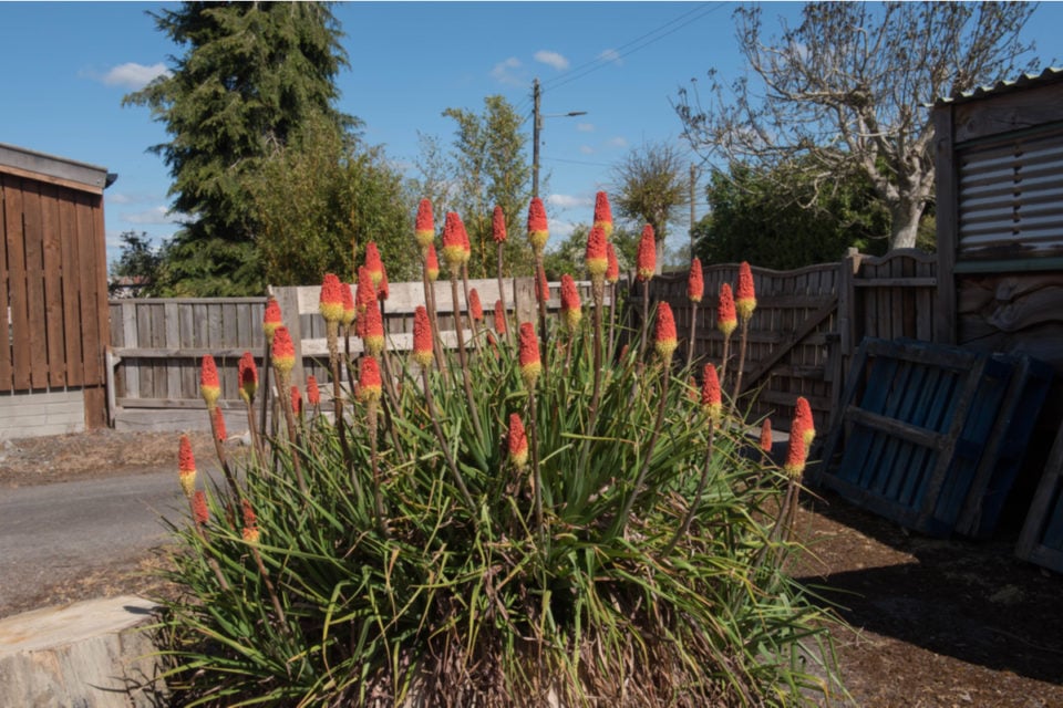 Red Hot Poker How To Grow & Care For Torch Lilies