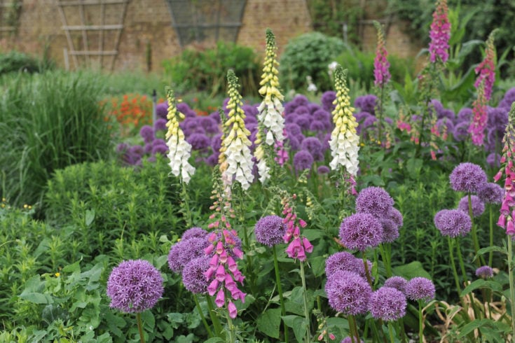 36 Deer Resistant Perennial Flowers (+ Deer Proofing Tips)